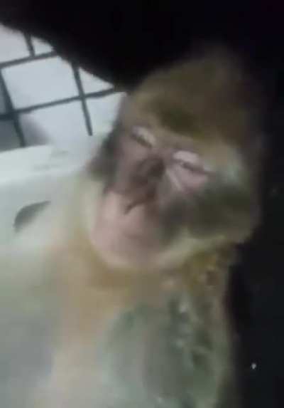 macaco