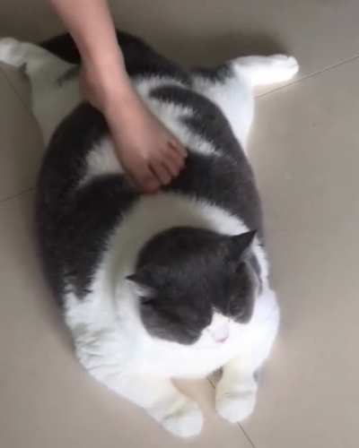 THICC sploot