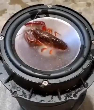 lobster lol