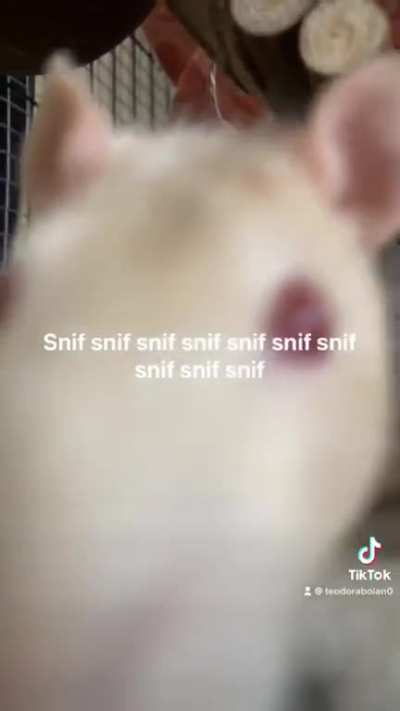 Dr Remy and Dr Snuk experts in sniffology