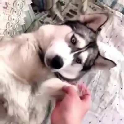 Woof_irl