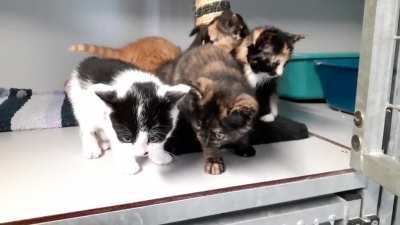 First time posting here. The one thing I learned about kittens in the shelter: if one starts screaming, the rest soon follows
