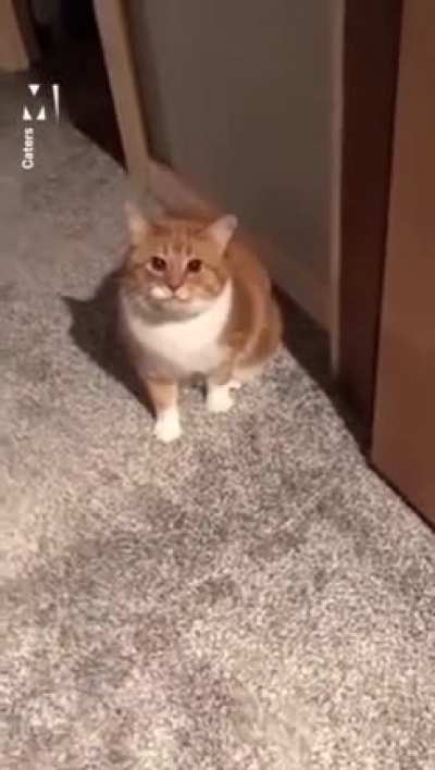 Злой гомнюк