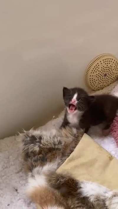 The tiniest scre-