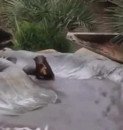 Otters having fun on a water slide