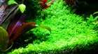 An older video of my most successful Scape to date. The pearling was immense.