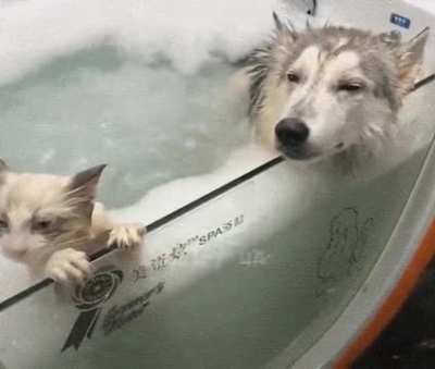 Pet Spa
