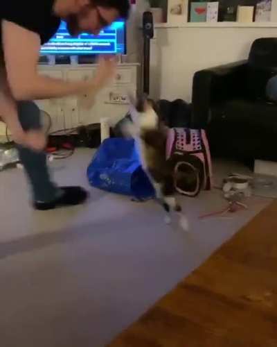 Boxing cat