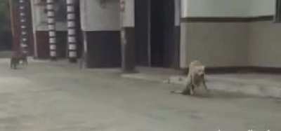 is that poor dog hurt?.... Oh....