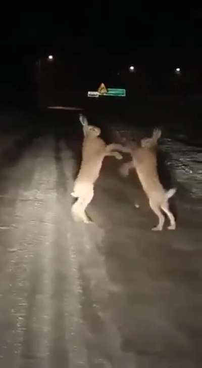 UFC Rabbits