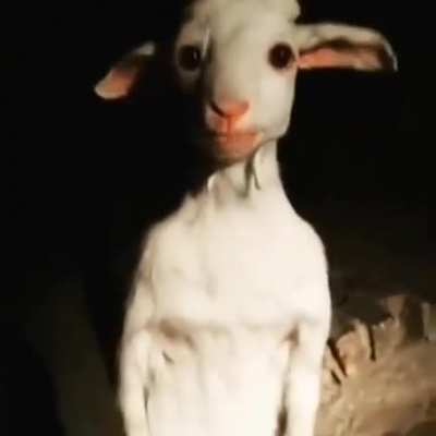 A creepy standing goat.