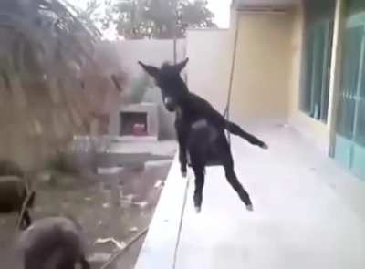 Donkey on da swing