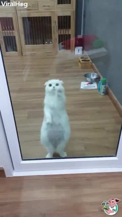 Cat.