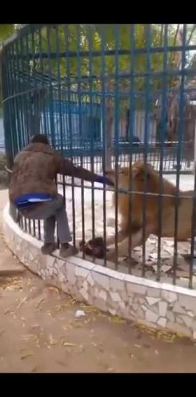 Don't pet the big cats yall