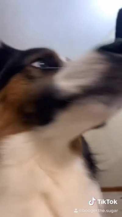When he hears anything out of his direct line of sight 😂