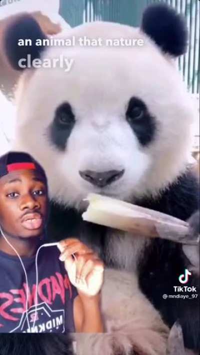 Why must you ruin pandas for me