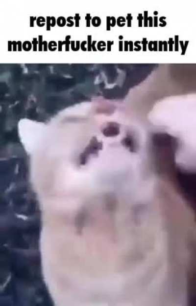 pe