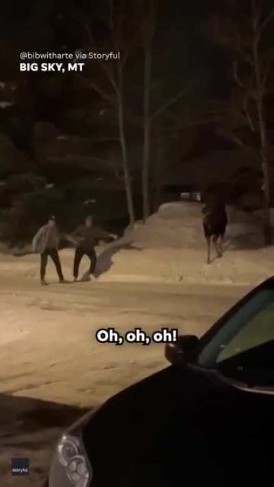 Moose 🫎
