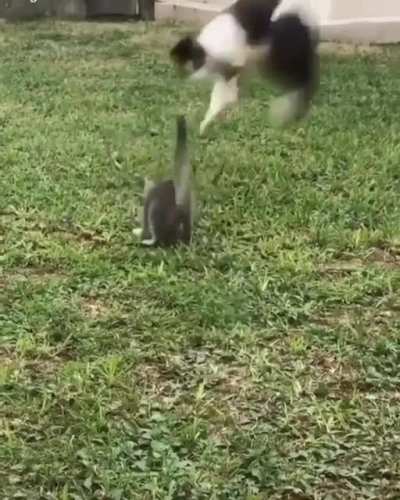 Why you little!