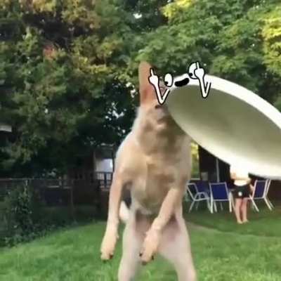 Poor dog