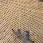 What even led up to this