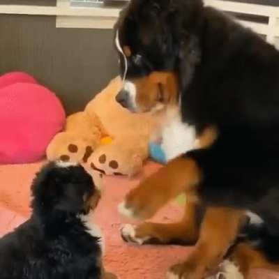 boop boop