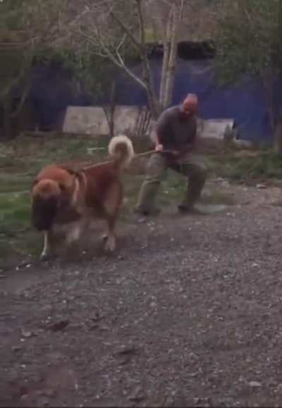 DOG 