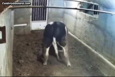 Mäd cow
