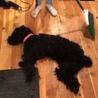owNeR BRuTALLY DismEmBers doG