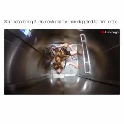 This dog costume