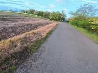 The chances of a rabbit kicking you off your scooter are incredibly low… but never zero