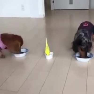 Bird rushes to eat with dogs 😄