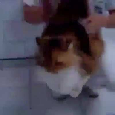 half life cat