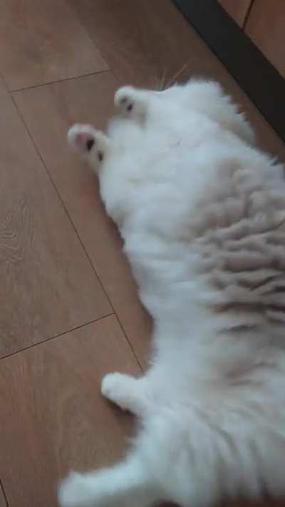 Touch to activate Snowie~
