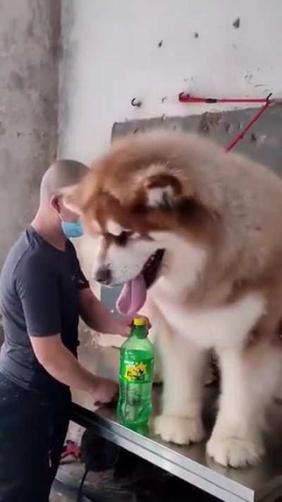 Cachorrinho