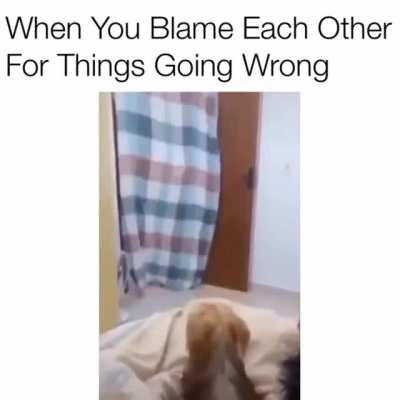 Brazilian doggos cant understand magic