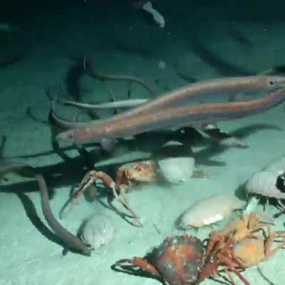 Time-lapse of a tuna carcass being devoured by an array of aquatic creatures