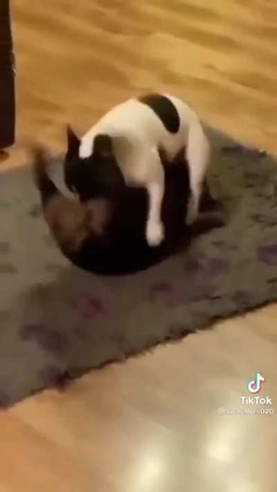 Dog?