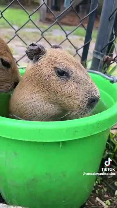 TERRITORIAL CAPY