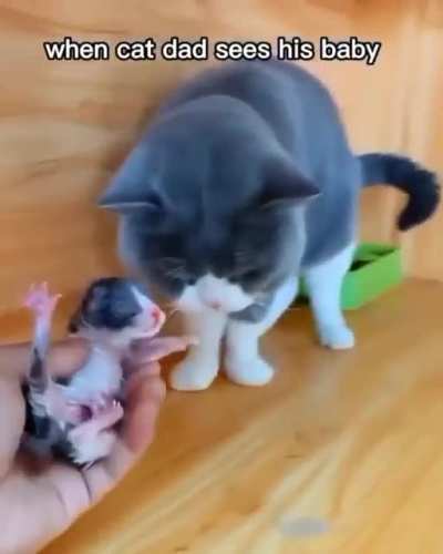 Cat dad sees his kitten for the first time