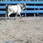 I choo-choo-choose you!