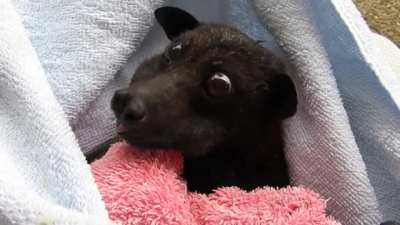 Perpetual puppy dog eyes
