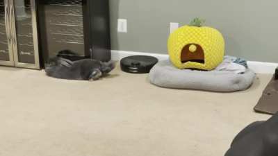 Dudley and the Roomba