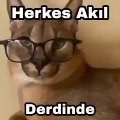 Hoşuma gitti