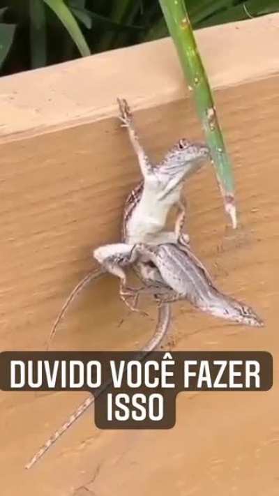Duvido você fazer isso.