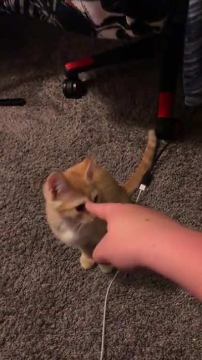 Kitten go brrrrrrr