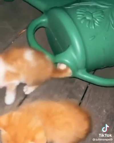 cat generator