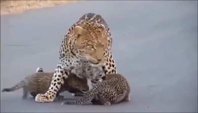 🔥 A leopard crossing the road with her cubs 🔥