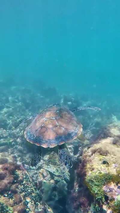 Best place to see sea turtles
