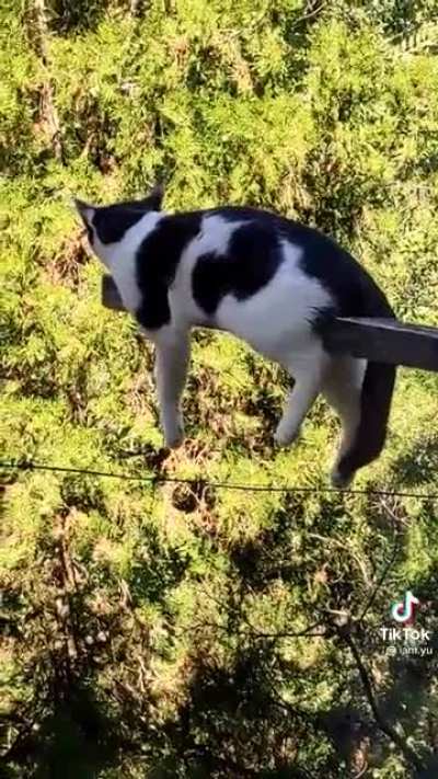 Котик отдых<wbr>ает